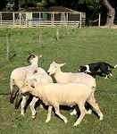 Schapen drijven
