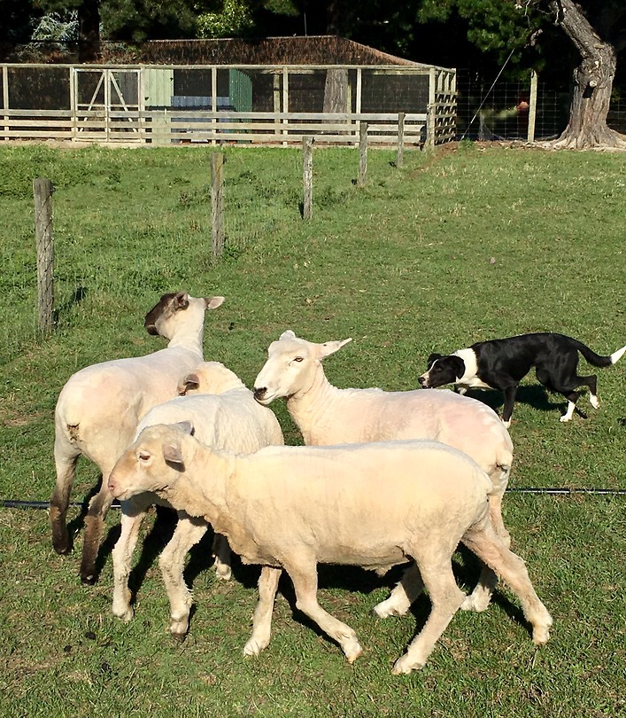 Schapen drijven