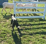 Schapen drijven
