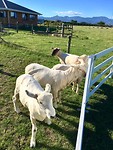 Sheep