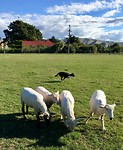 schapen drijven