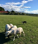 Schapen drijven