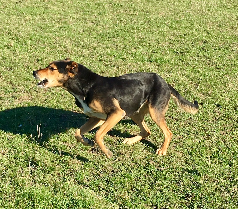 Sheep dog