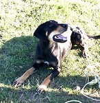 Sheep dog
