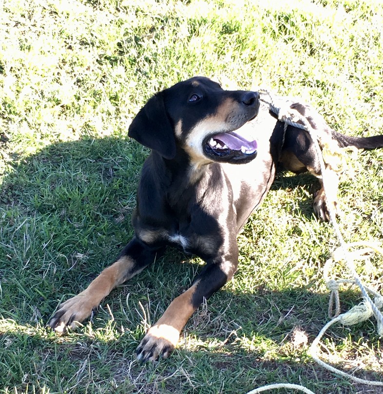 Sheep dog