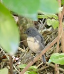 South Island Robin