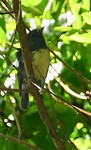 South Island Robin