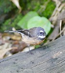 Fantail