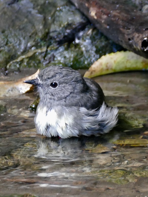 Fantail in bad