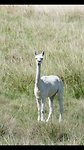 Alpaca