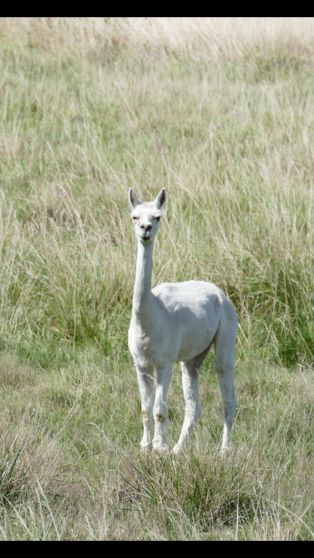 Alpaca