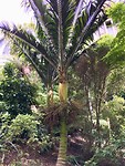 Palm