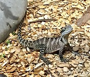 Reptiel