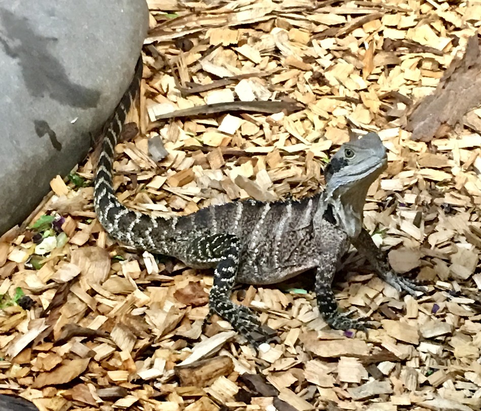 Reptiel