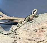 Reptiel