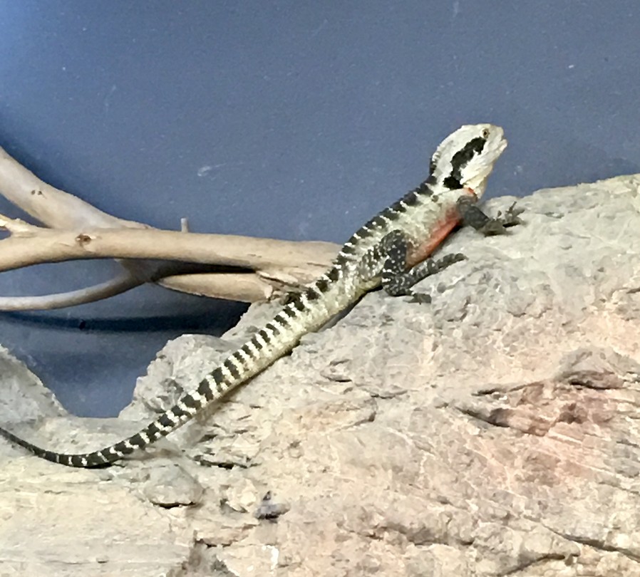 Reptiel