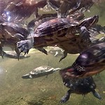 schildpadden