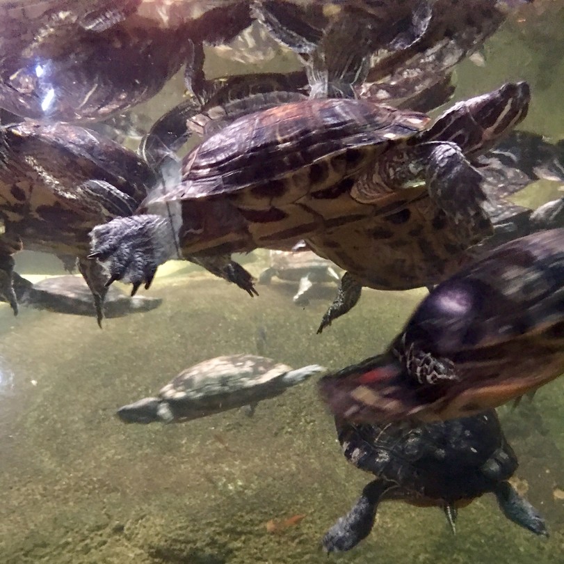 schildpadden