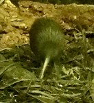 een echte kiwi!