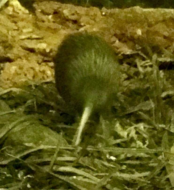 een echte kiwi!