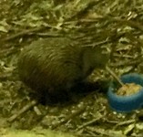 Kiwi aan het eten