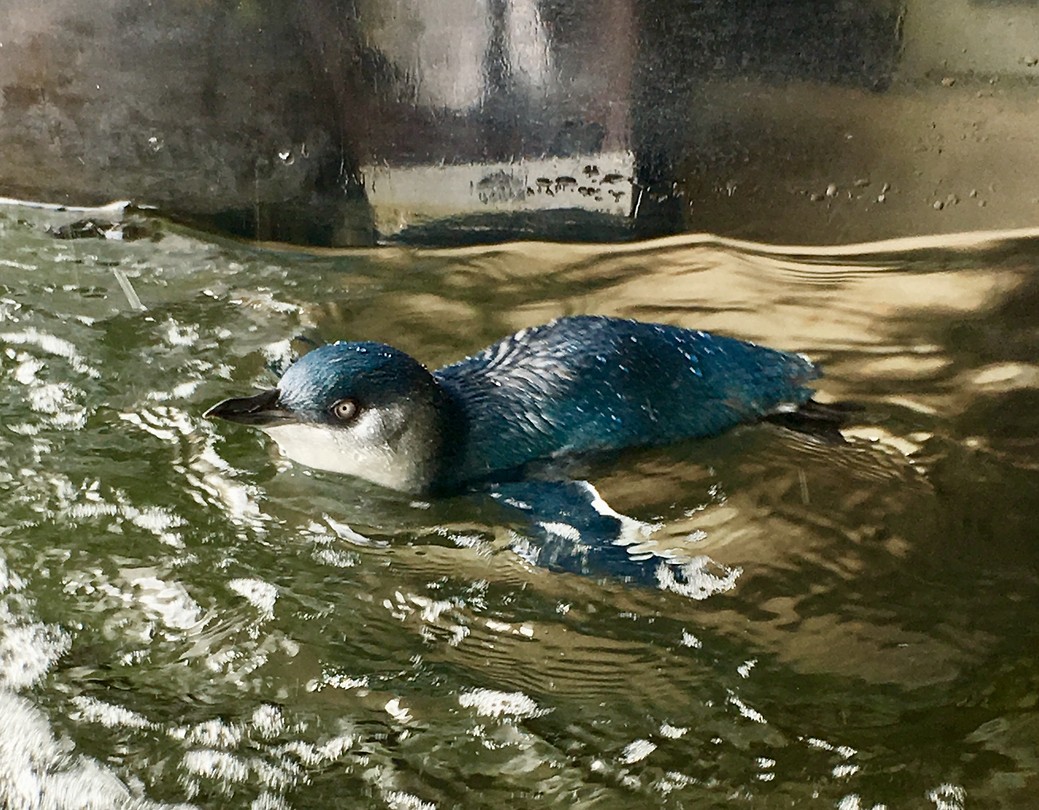 Blauwe pinguïn