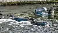 Blauwe pinguïns