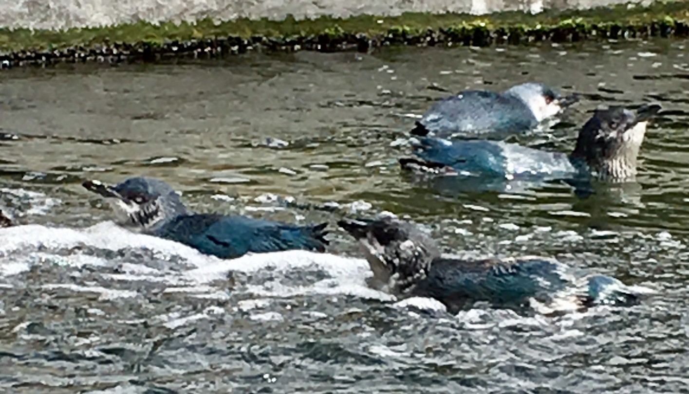 Blauwe pinguïns