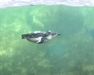 Zwemmende pinguïn