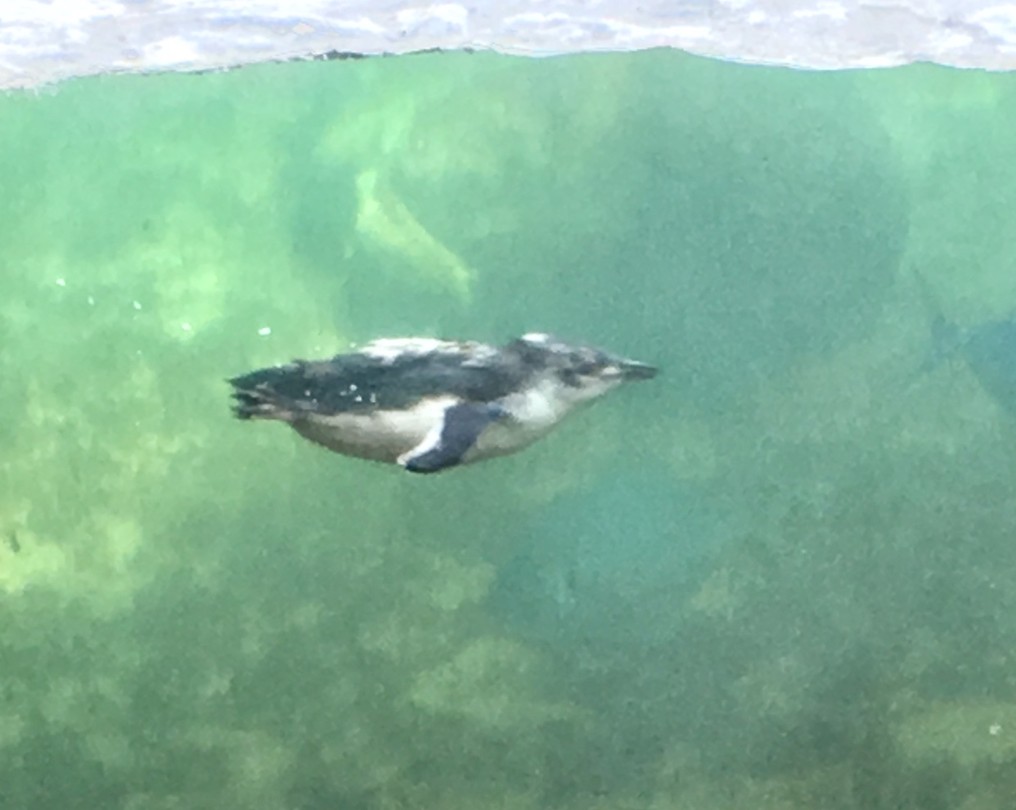 Zwemmende pinguïn