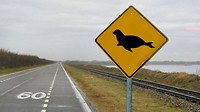 zeehonden wagen zich soms een eindje van de kust