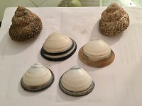 Schelpen gezocht en gevonden!