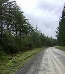 Eindeloze bossen