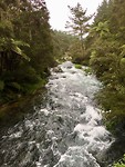 Rivier in Rotoiti Forest