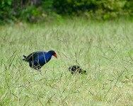Pukeko’s