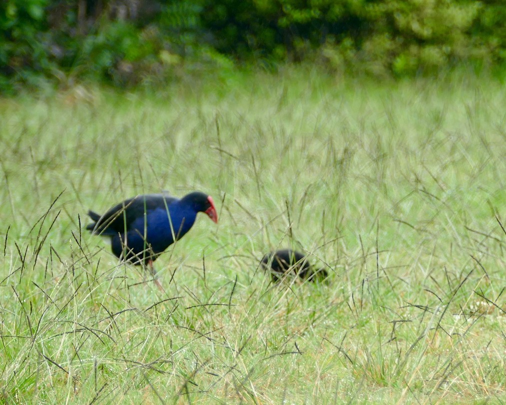 Pukeko’s