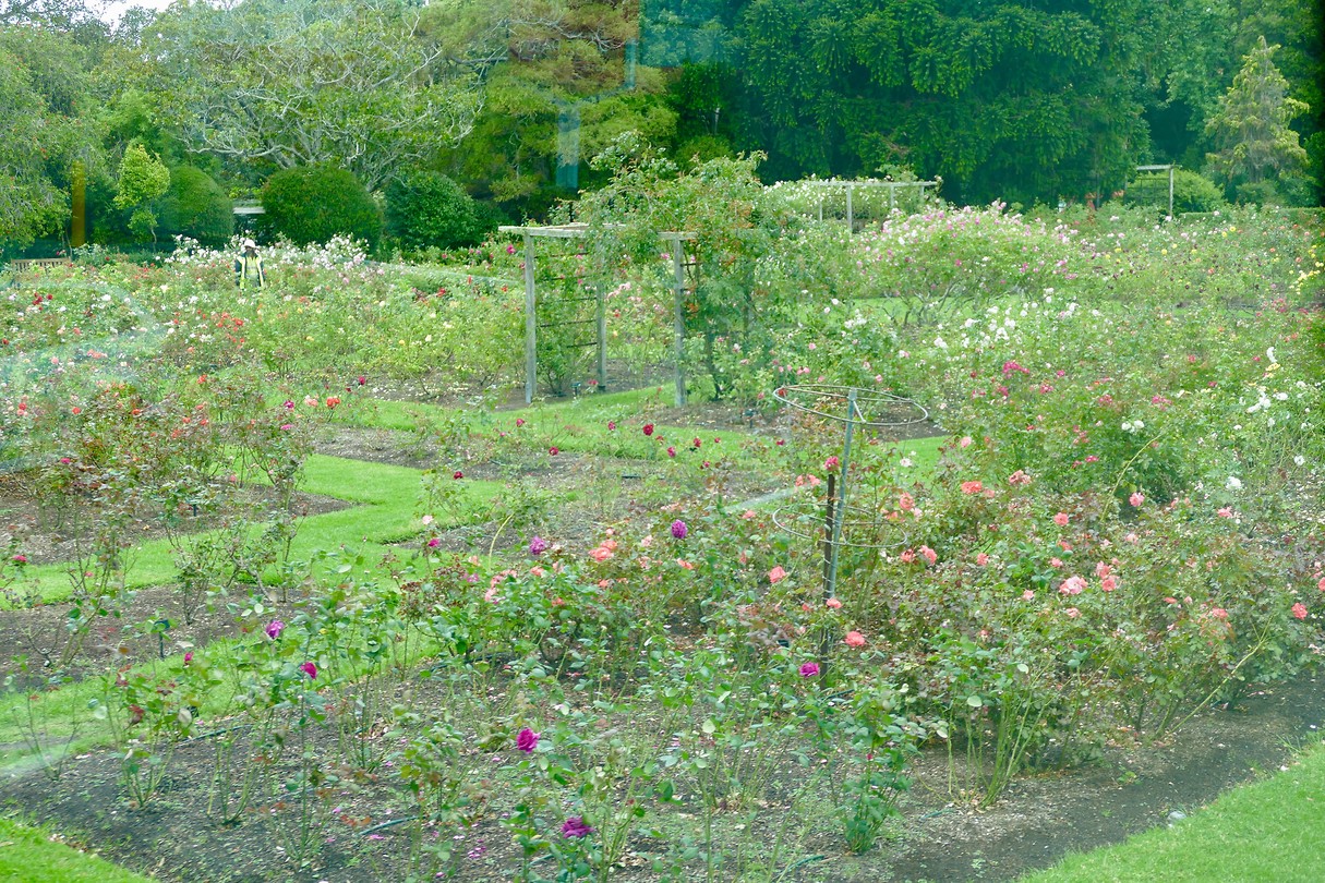 Parnell Rose Garden