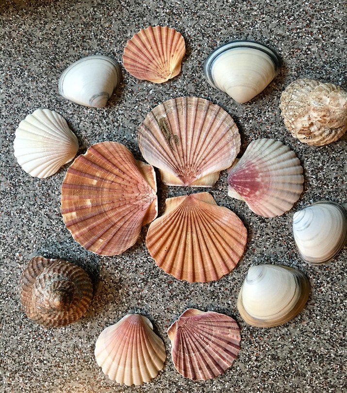 Schelpen van Nieuw Zeeland