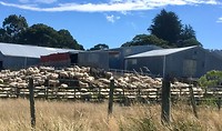 Schapen onderweg