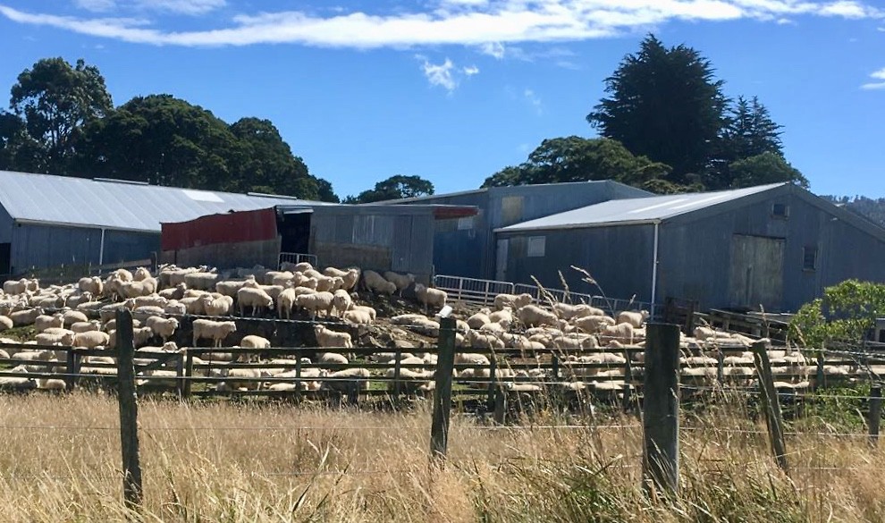 Schapen onderweg