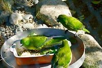 Kakariki's