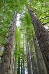Redwood Grove