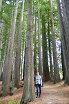 Redwood Grove