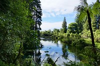Redwood Grove