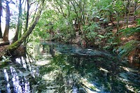 Te Puna Spring