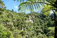 Karangahake