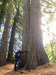 Redwood Grove