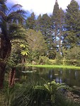 Redwood Grove