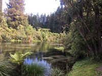 Redwood Grove