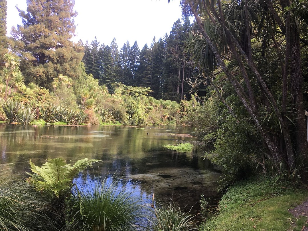 Redwood Grove